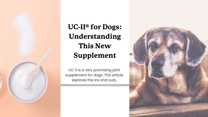 This image shows collagen, a senior dog, and text that reads "UC-II for Dogs: Understanding this new supplement."