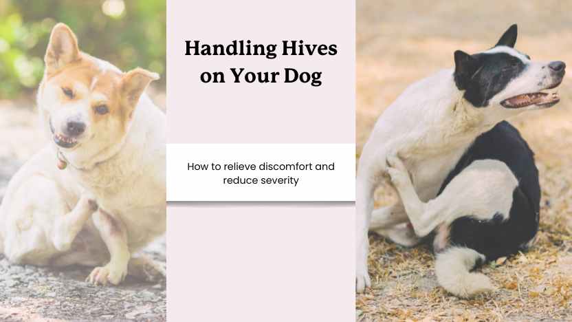 two itchy dogs and text that says "handling hives on your dog"