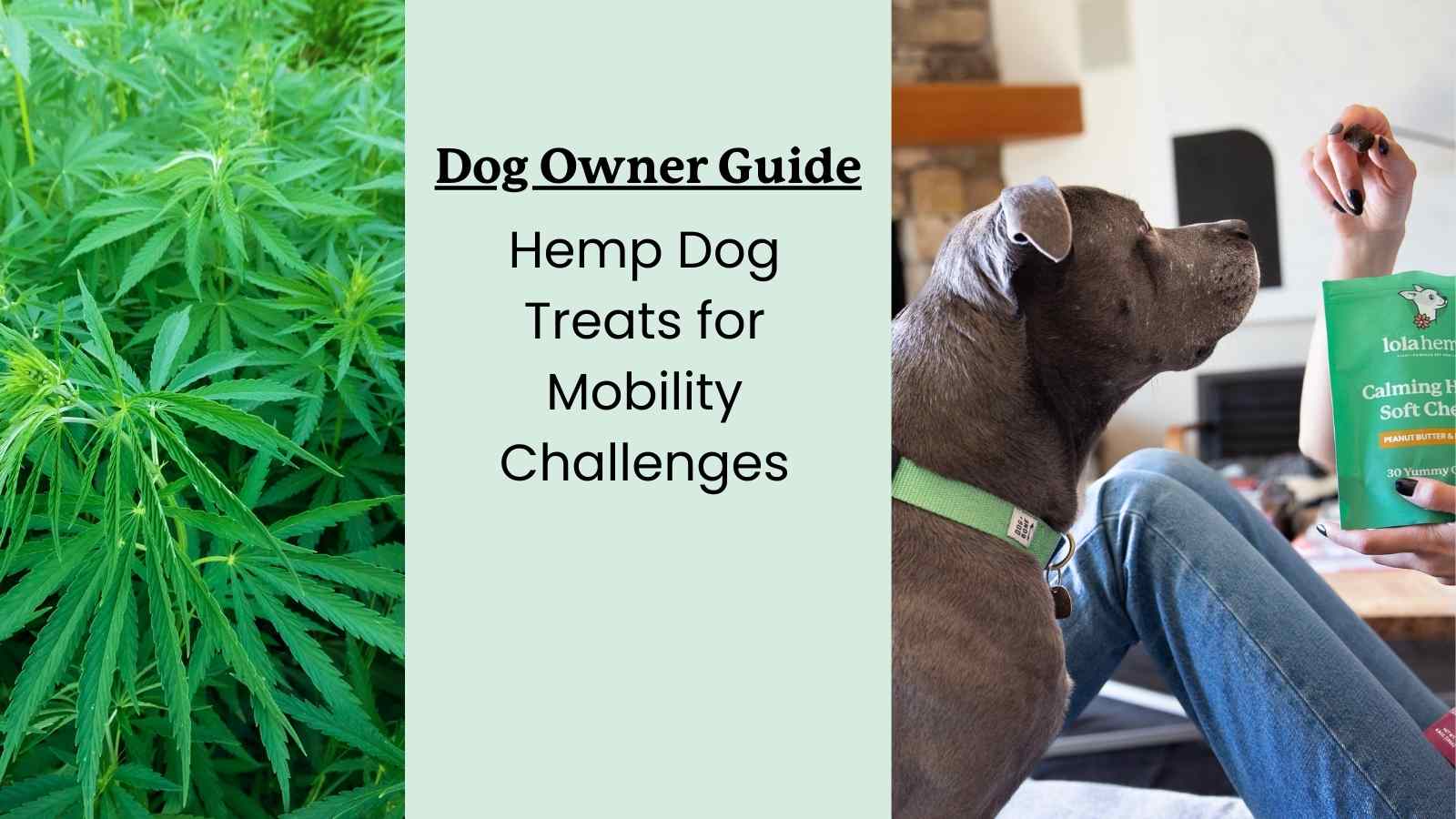 This is a guide to understanding hemp treats for dog joint pain