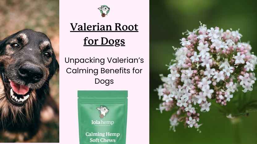 dog next to a valerian plant and text that reads "valerian root for dogs"