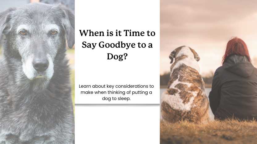 two images of senior dogs with text that says "when is it time to say goodbye to a dog"