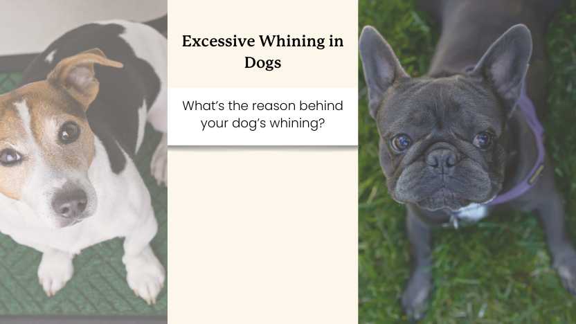 this image shows two whining dogs and text that says "excessive whining in dogs"