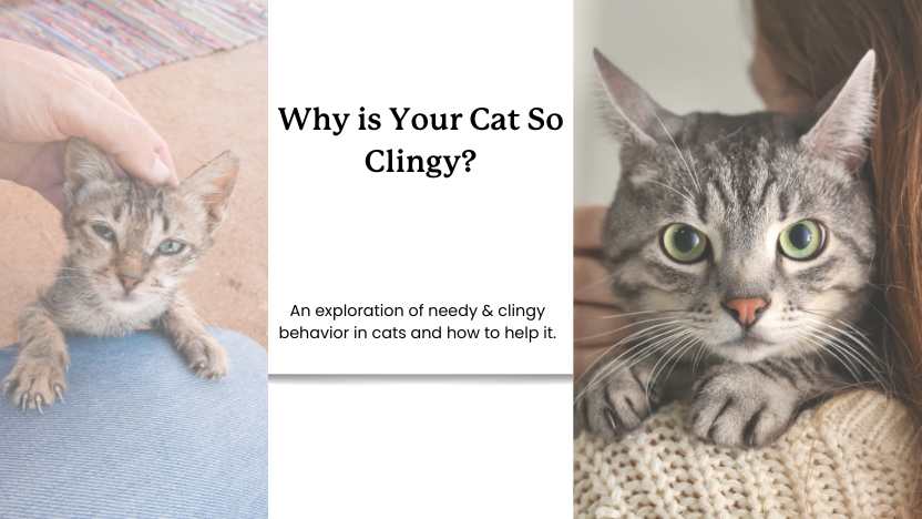two images of needy cats and text that reads "why is your cat so clingy?"