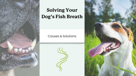 two dogs with smelly breath and text that says "solving your dog's fish breath"