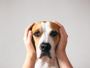 Dog with hands over its ears
