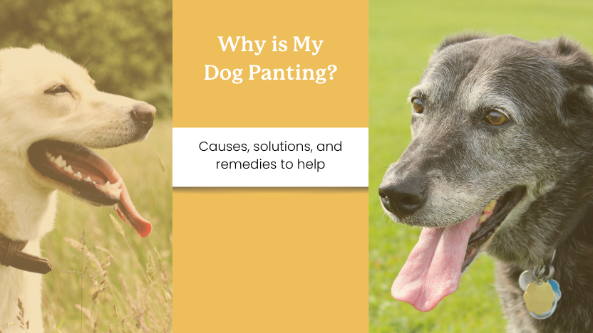 two images of dogs panting with text that says "why is my dog panting?"