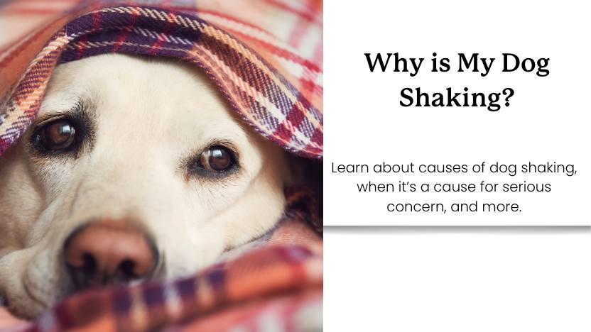 A dog hiding and text that says "Why is My Dog Shaking?"
