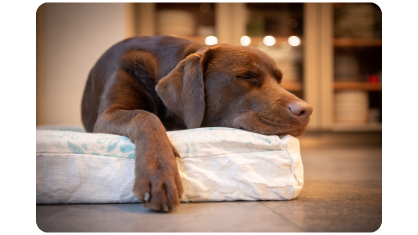 A dog sleeping