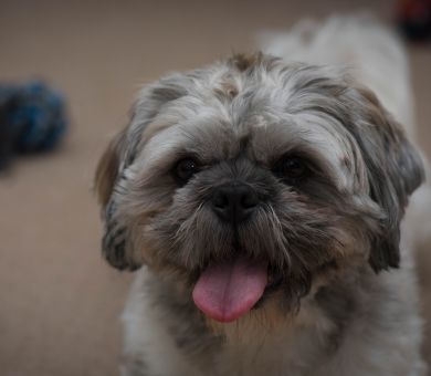 senior dog panting
