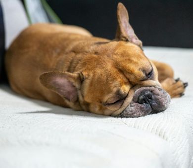 Senior Dog Sleeping Through The Night