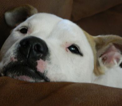 senior dog whining at night