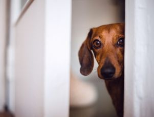 Why Dog Noise Anxiety Often Gets Worse Over Time (And What to Do About It)