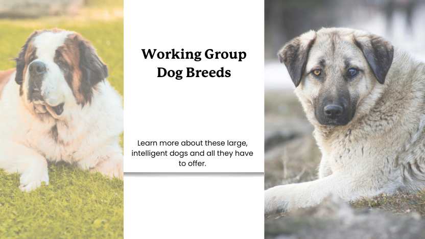 two working group large dogs, and text that reads "working group dog breeds."