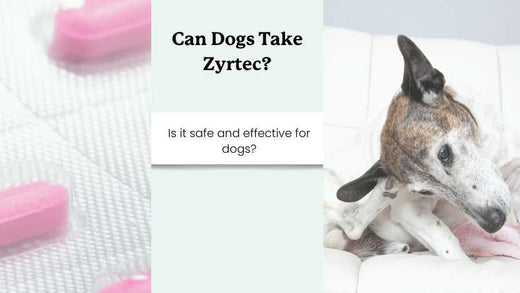 this image has a picture of antihistamines and an itchy dog with text that says "can dogs take zyrtec"