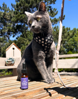 Lolahemp Oil for Cats