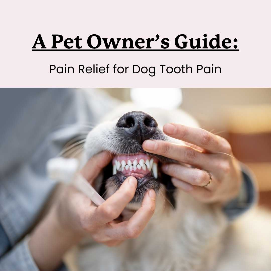 Learn how to relieve your dog's tooth pain