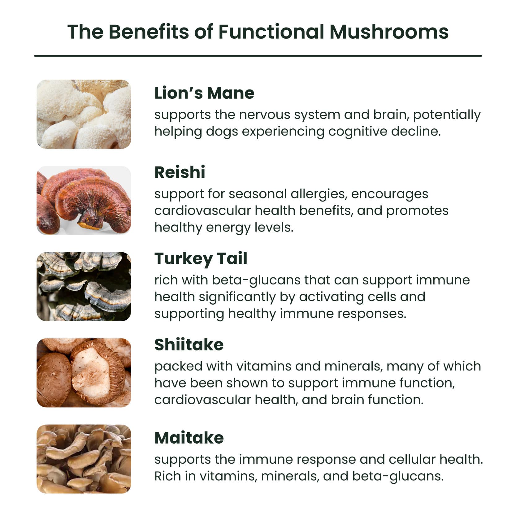 12 Frequently Asked Questions About Lion'S Mane Mushroom Answered 