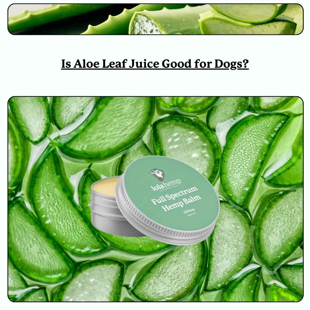Aloe leaves & topical salve - text 'is aloe leaf juice good for dogs'