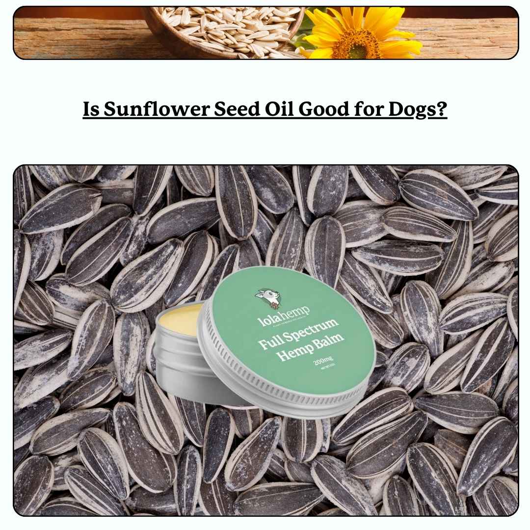 text 'is sunflower seed oil good for dogs'