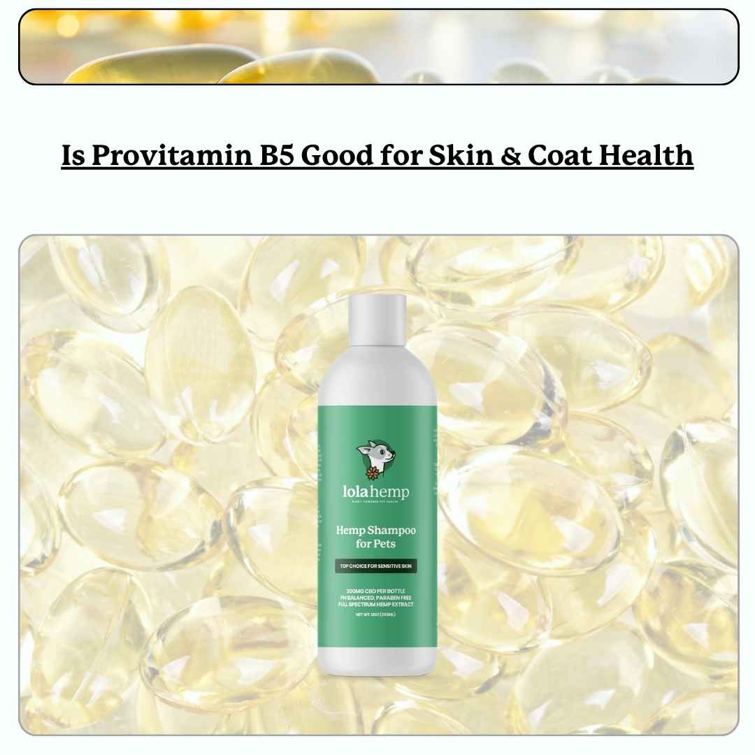 text 'is provitamin b5 good for skin & coat health'