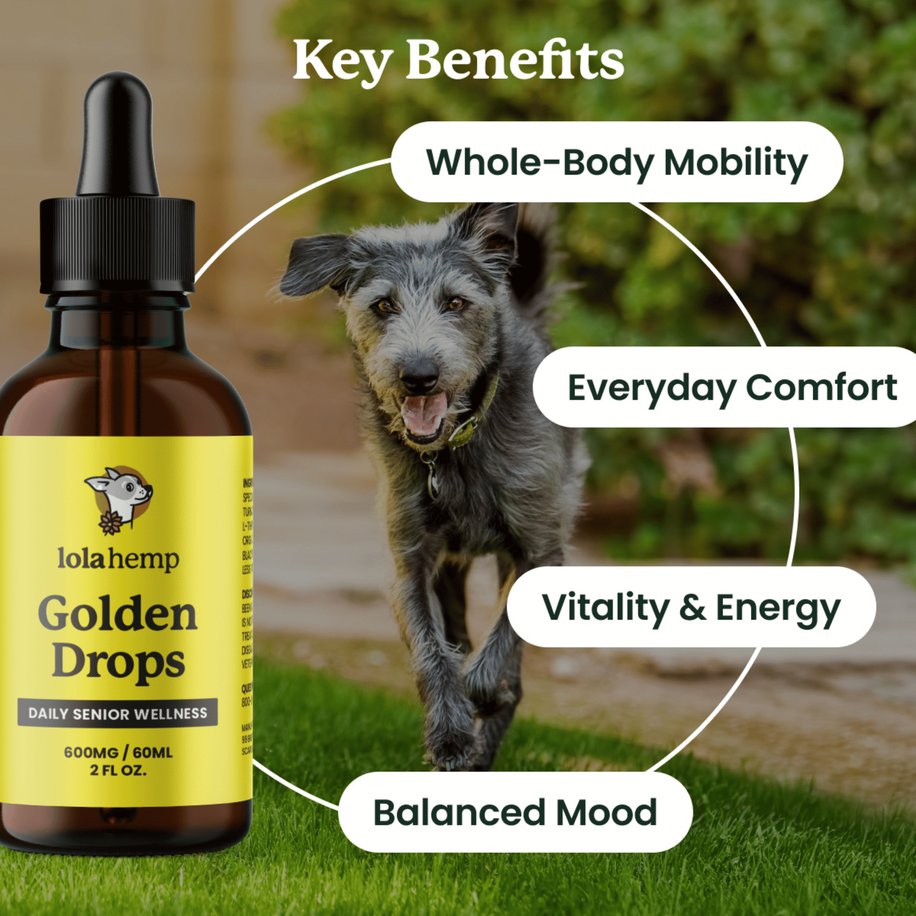 lolahemp Golden Drops bottle with a dog running outdoors, highlighting key benefits.