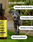 lolahemp Golden Drops bottle with a dog running outdoors, highlighting key benefits.
