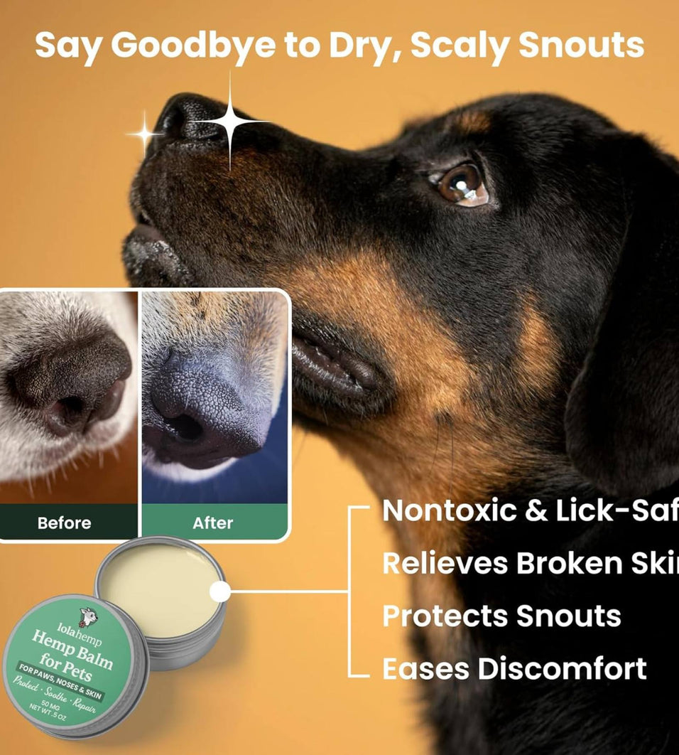 View of Cracked & Dry Cat Paws | Why They Happen & How to Help – Lolahemp