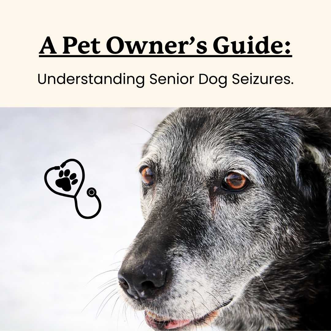 A pet owner's guide to old dog seizures