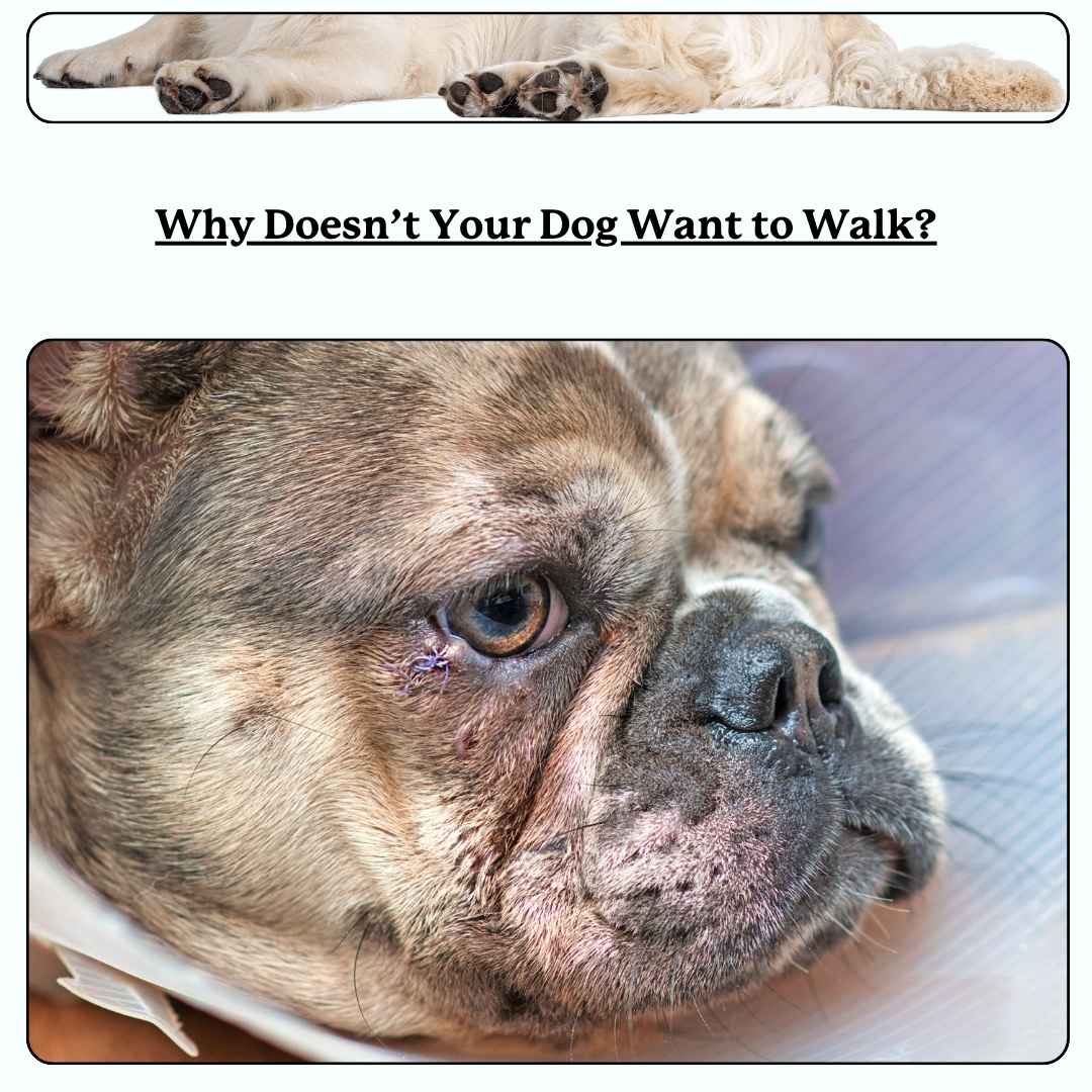 text 'why doesn't your dog want to walk'