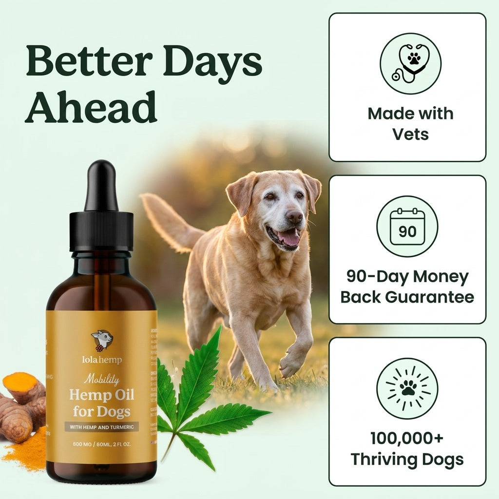 a happy senior dog next to lolahemp mobility oil with badges assuring the oil's quality