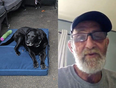 12 year old black lab named licorice sitting outside