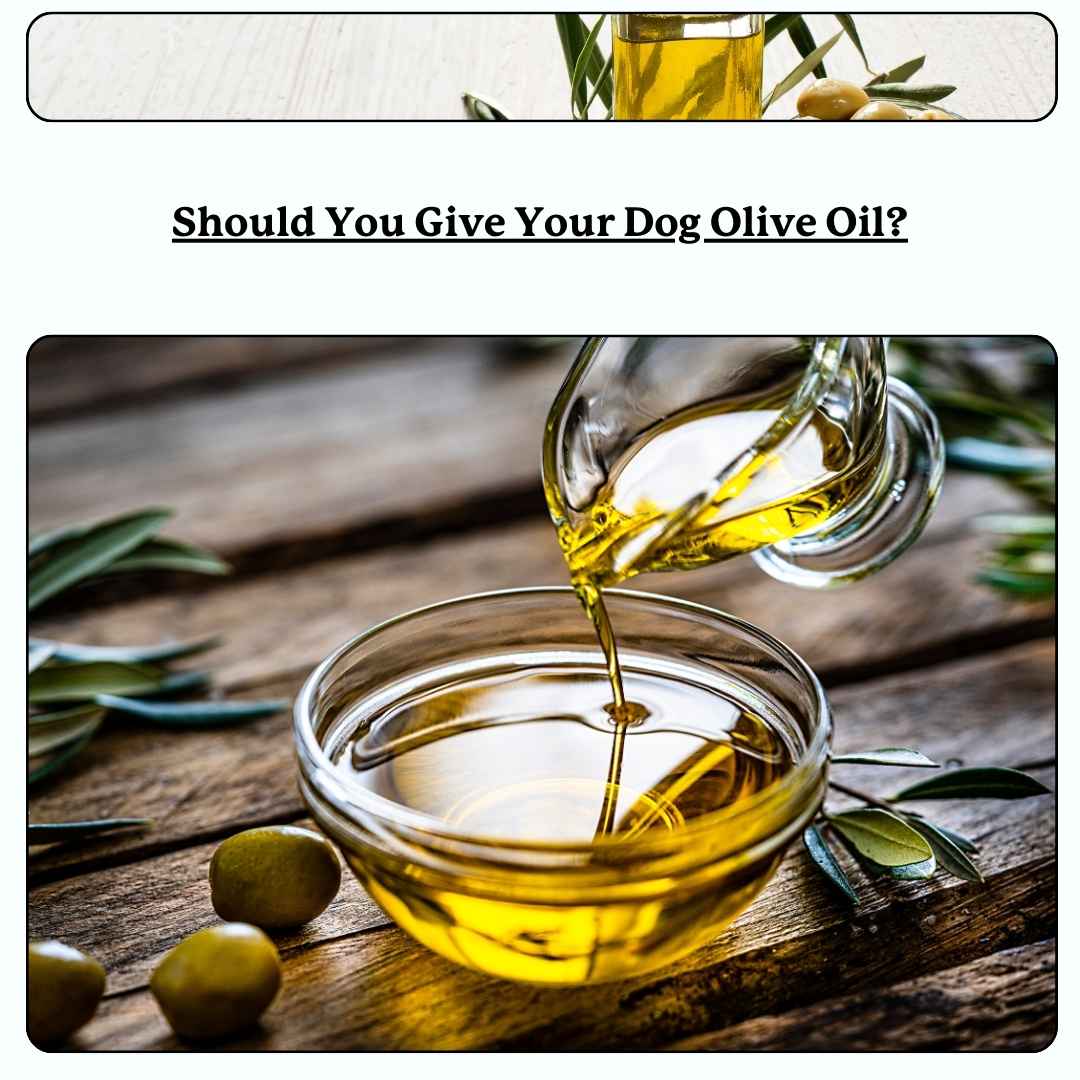 Oil into bowl - text 'should you give your dog olive oil?'