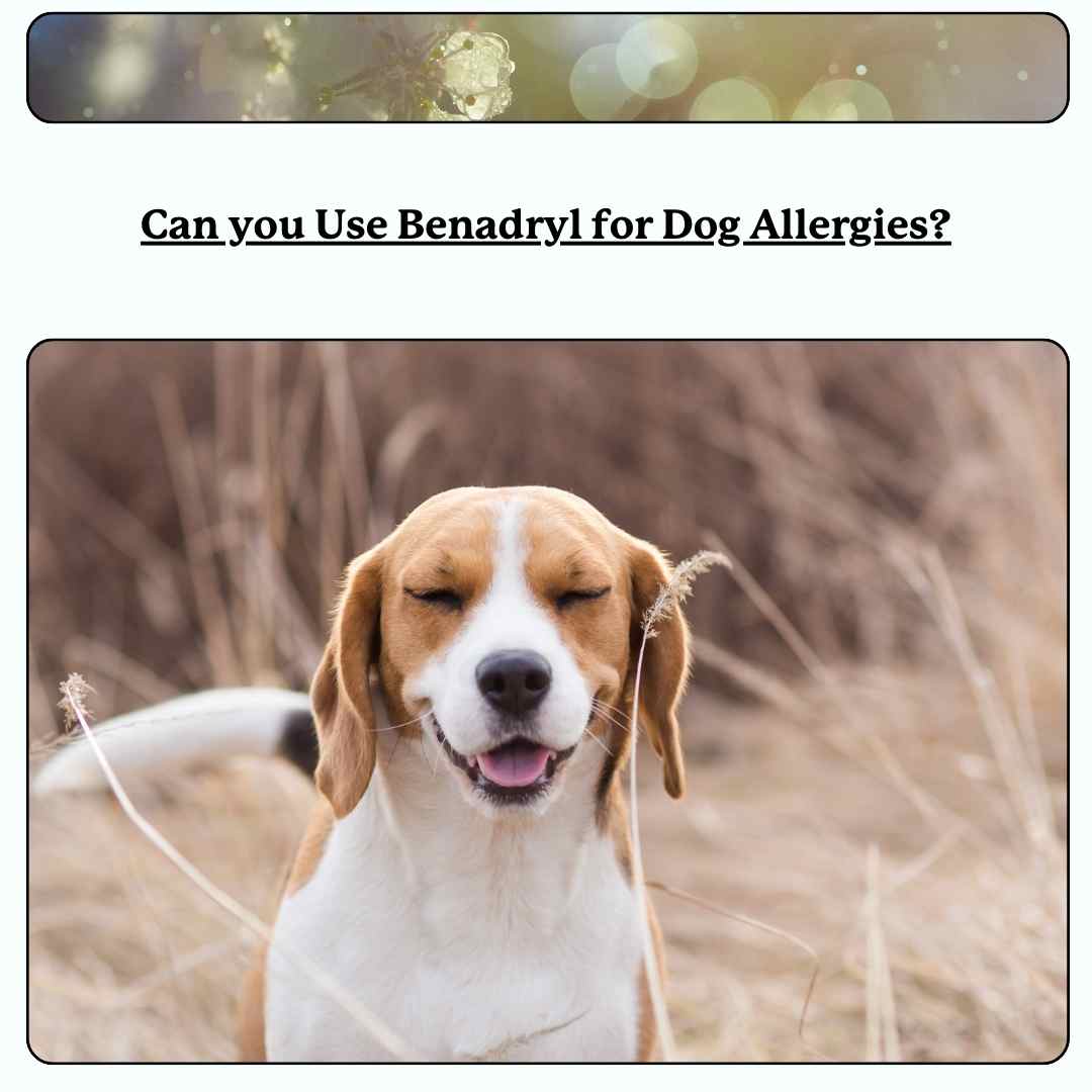 Beagle - text 'can you use benadryl for dog allergies'