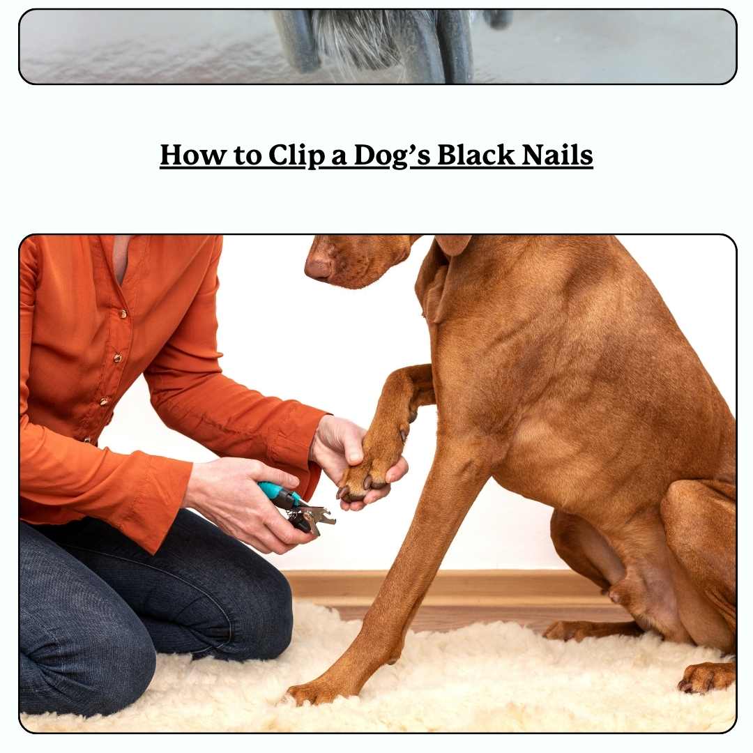 Dog getting nails trimmed - text 'how to clip a dog's black nails'