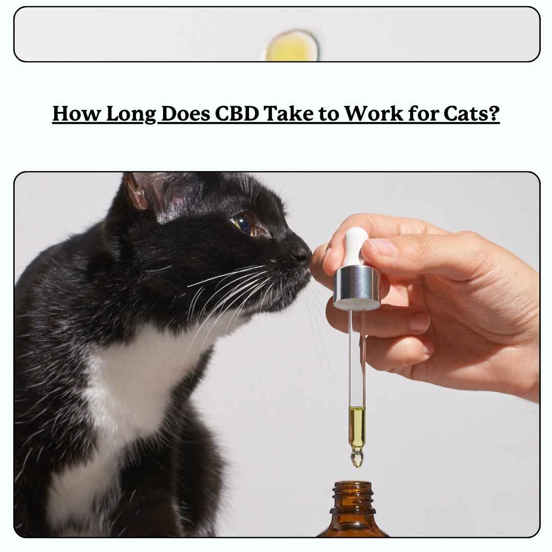 Cat sniffing oil dropper - text 'how long does cbd take to work for cats'