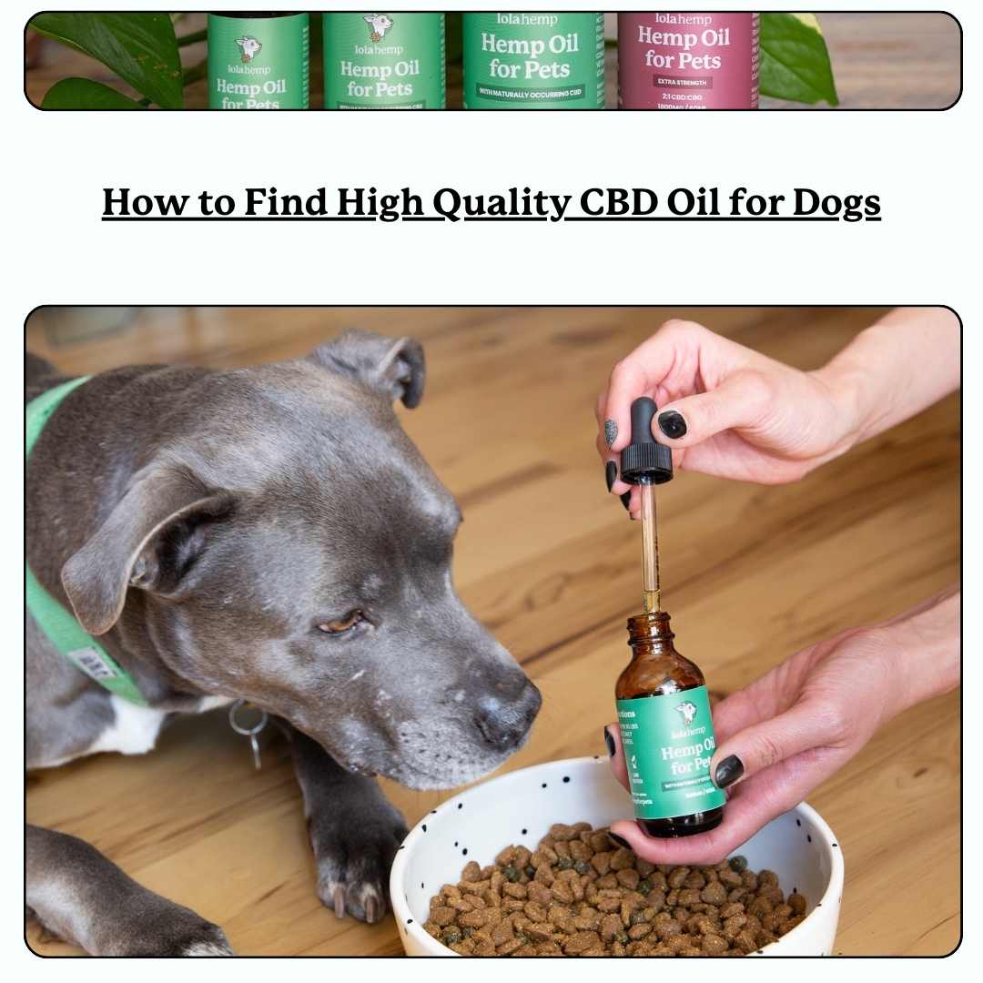 Lolahemp oil near dog and food - text 'how to find high quality cbd oil for dogs'