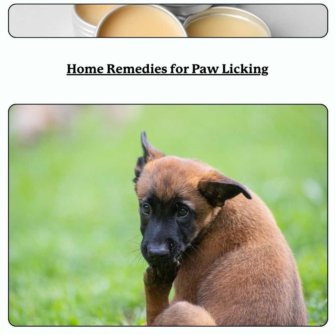 text 'home remedies for paw licking'