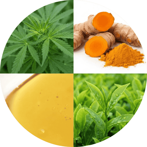 Hemp leaves, fresh turmeric, golden MCT oil and green tea leaves