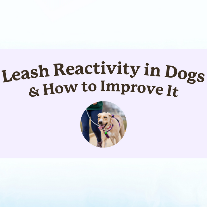 leash reactivity in dogs 