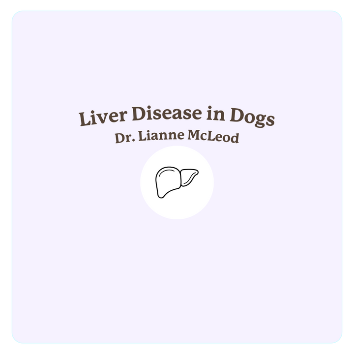 thumbnail of liver disease in dogs