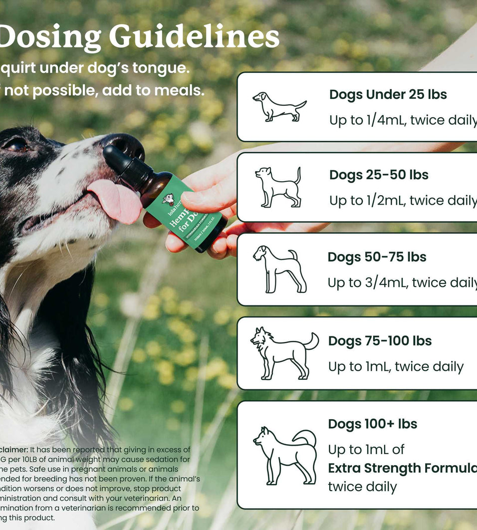 Is Your Dog on Phenobarbital But Still Having Seizures? Lolahemp