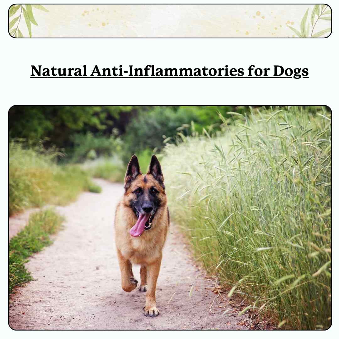 text 'natural anti-inflammatories for dogs'