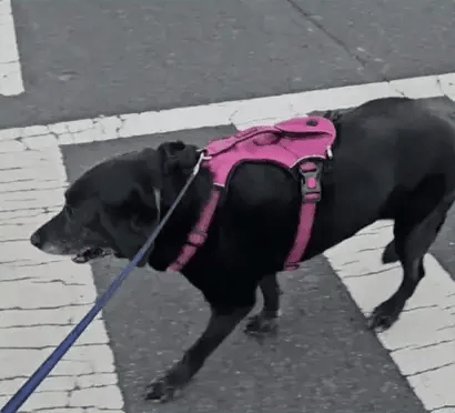 Licorice - 12 year old lab