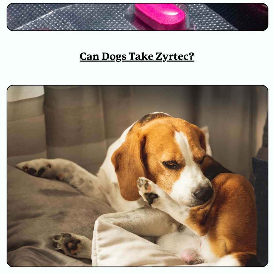 text 'can dogs take zyrtec'