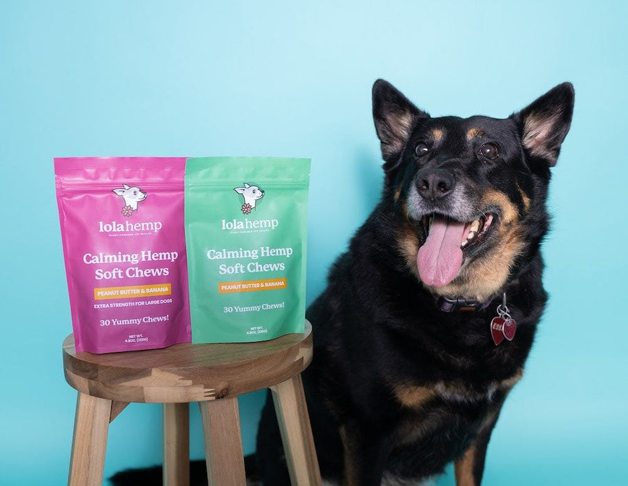 German Shepherd sitting with extra-strength and regular strength bags of chews. 