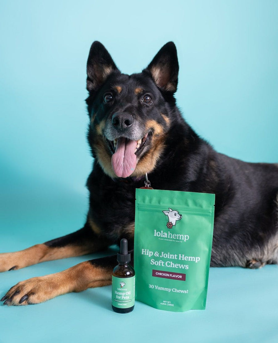 dog laying with regular strength Lolahemp oil and a bag of hip and joint soft chews, regular-strength chicken flavor